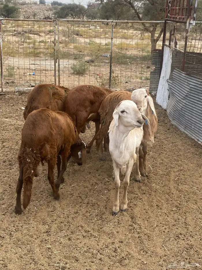 سواكن حمري شحم وجبره 0