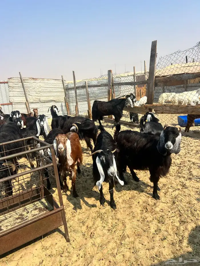 25 معزا دفيع 6