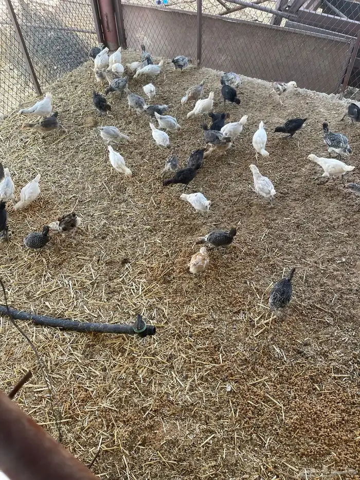 صوص دجاج بلدي 7