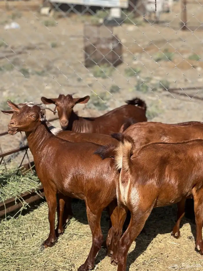 تأسيس مراح فاخر دهم 6