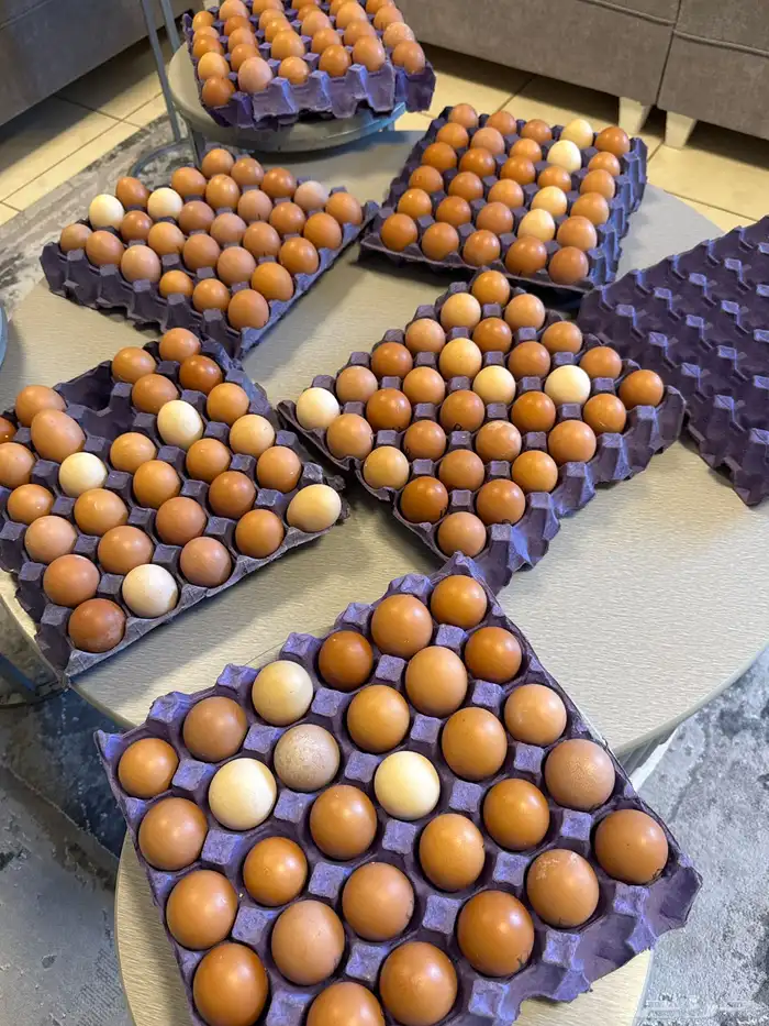 بيض لهمان فرش 1