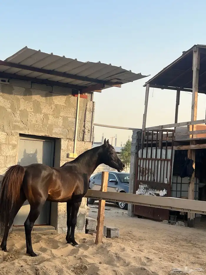 حصان واهو ولد جعفر الشقب 2