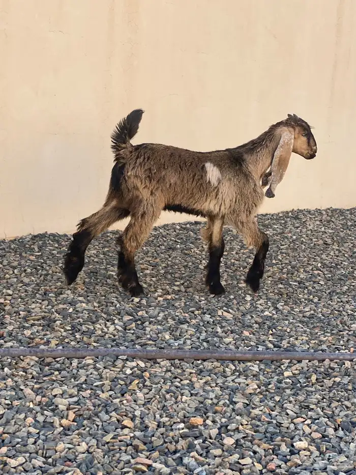 تيس شامي ثلاث شهور للبيع 0