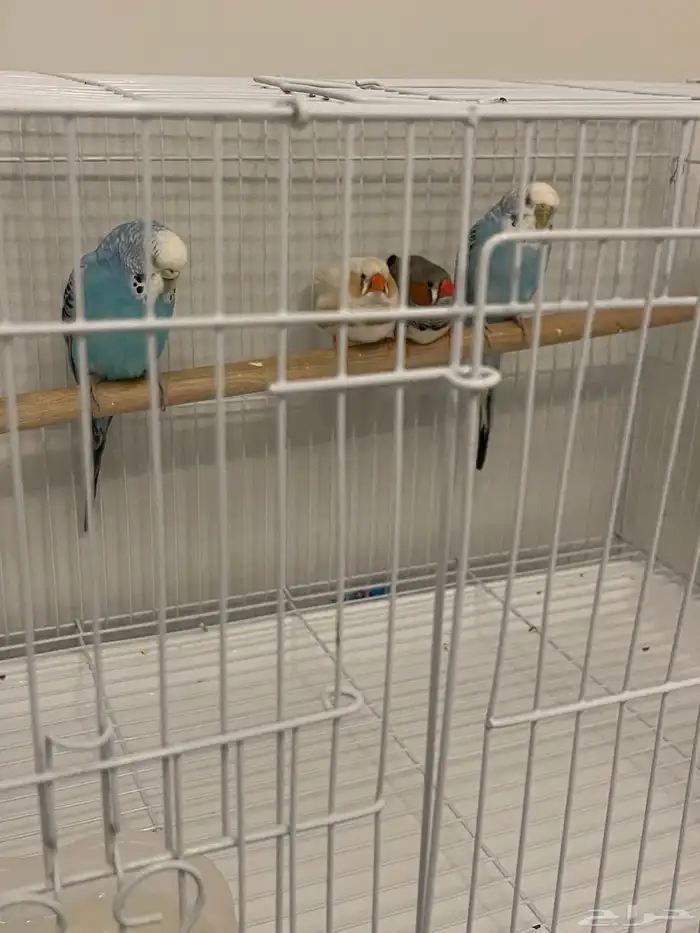 طيور الحب  طيور زيبرا 0