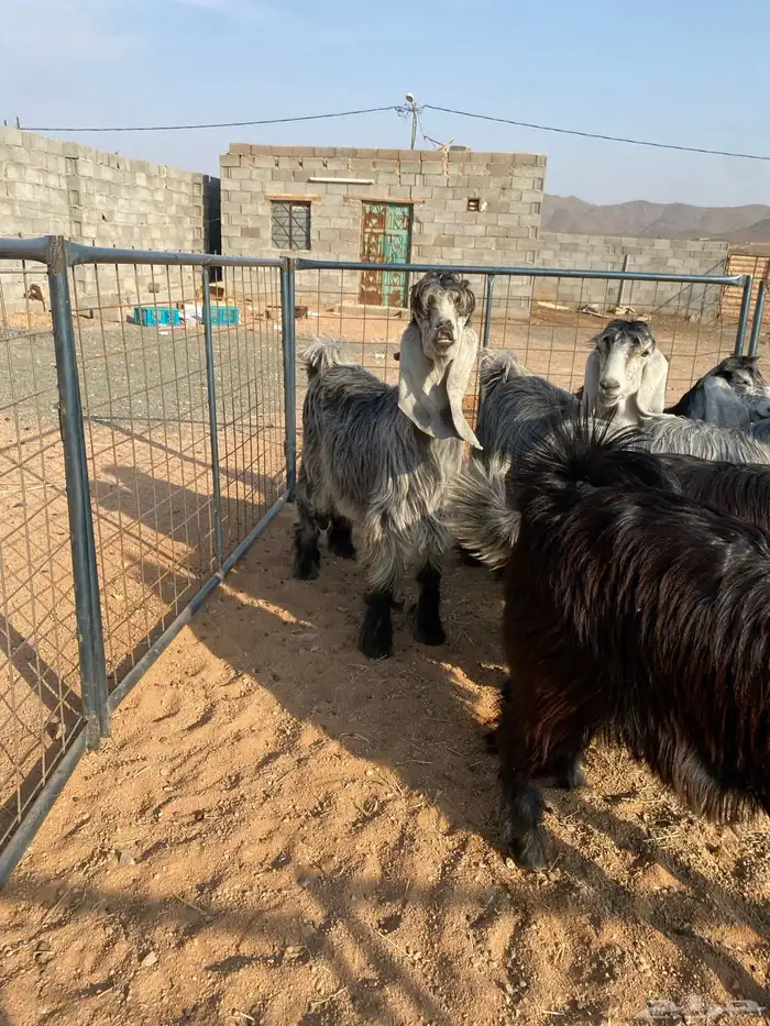 معزا عوارض بفحلها صنف تم البيع تم البيع 13