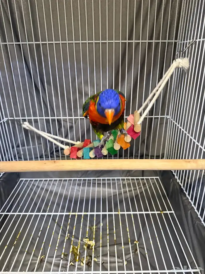 ببغاء لوري 8