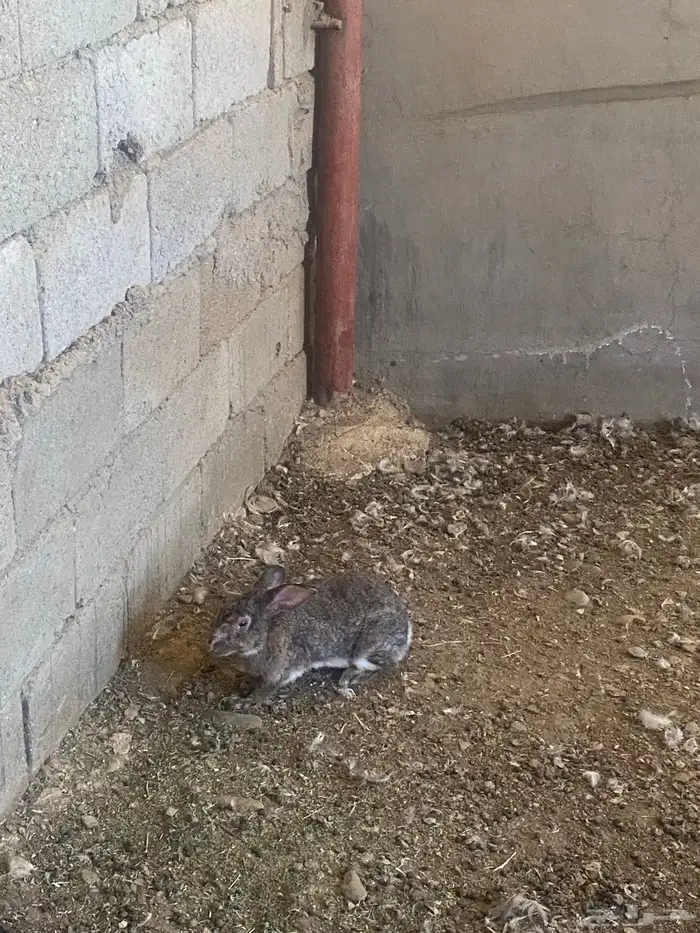 ارانب فرنسي 1