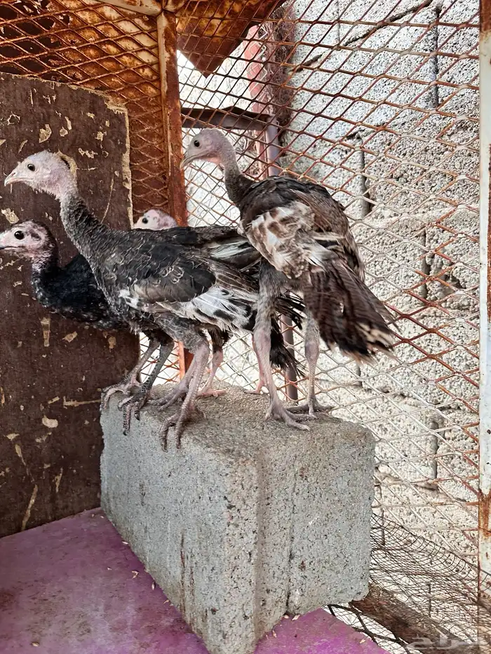 رومي للبيع صوص 3