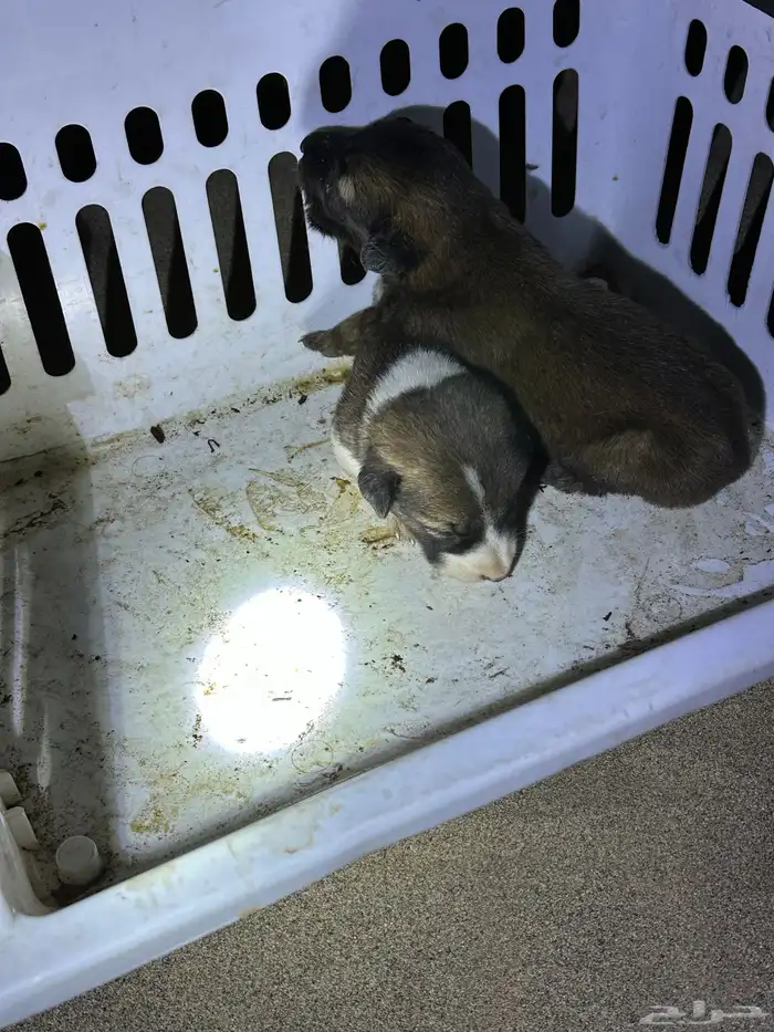 جرو للبيع من فصيله عسكرية وحراسات أمنية كفو وخشم طيب 1