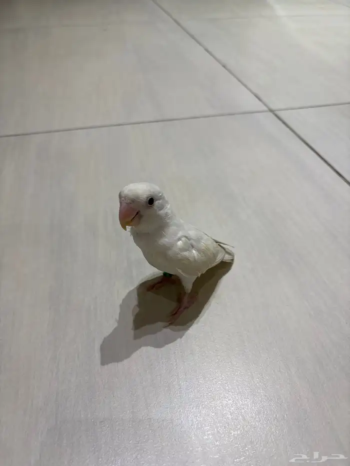 روز البينو للبيع 0