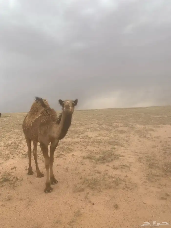 بكره صفرا للبيع على السوم 0