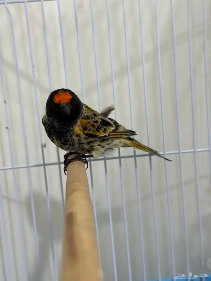 متوفر زوج رد بوينت (البسبوس الايراني او رد فرونتد) 5