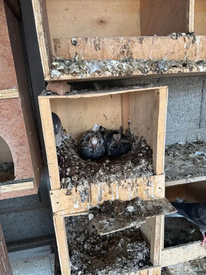 حمام قطيفي فاخر 3