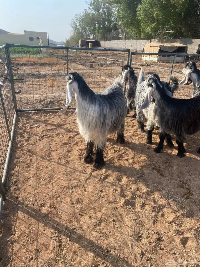 معزا عوارض بفحلها صنف تم البيع تم البيع 27