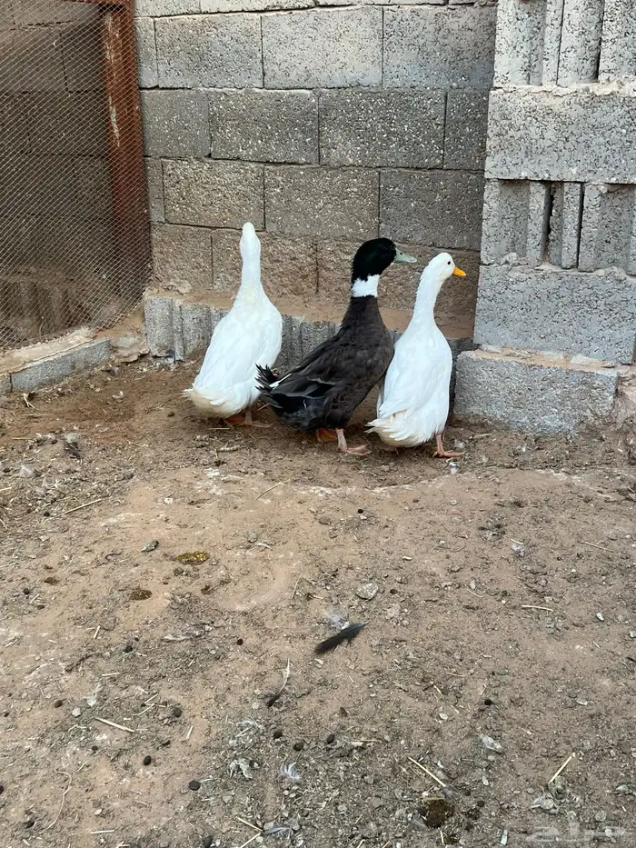 للبيع جوز بكيني 2