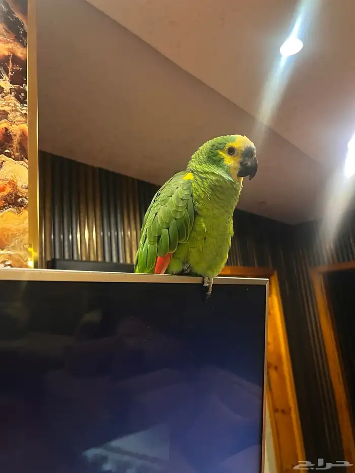 ببغاء امازوني 2