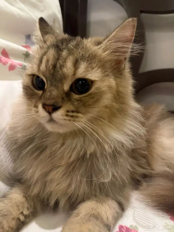 قطه بيت اليفه للتبني 1