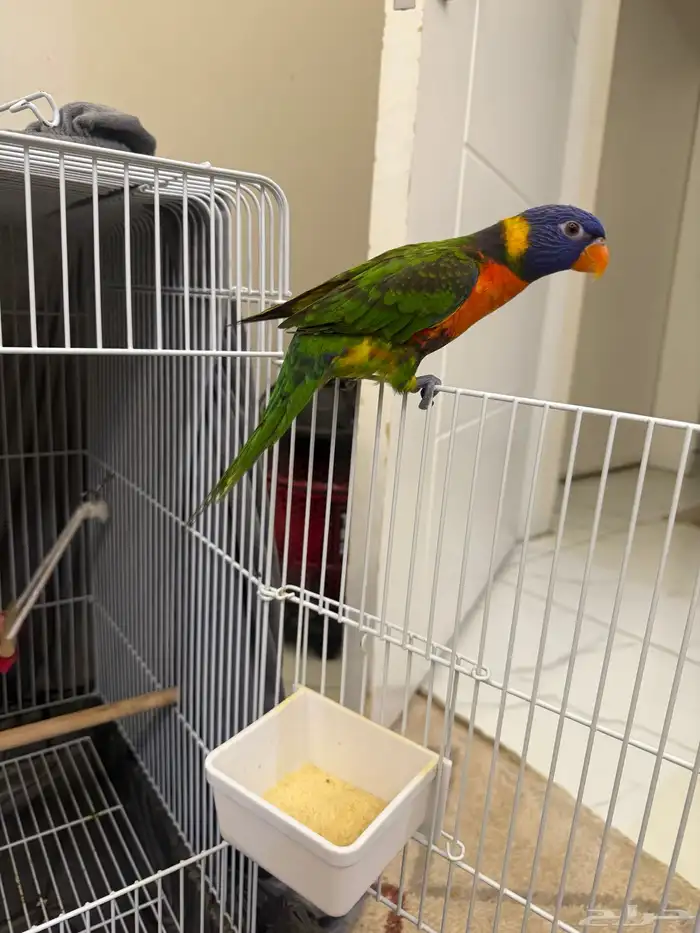 ببغاء لوري 7