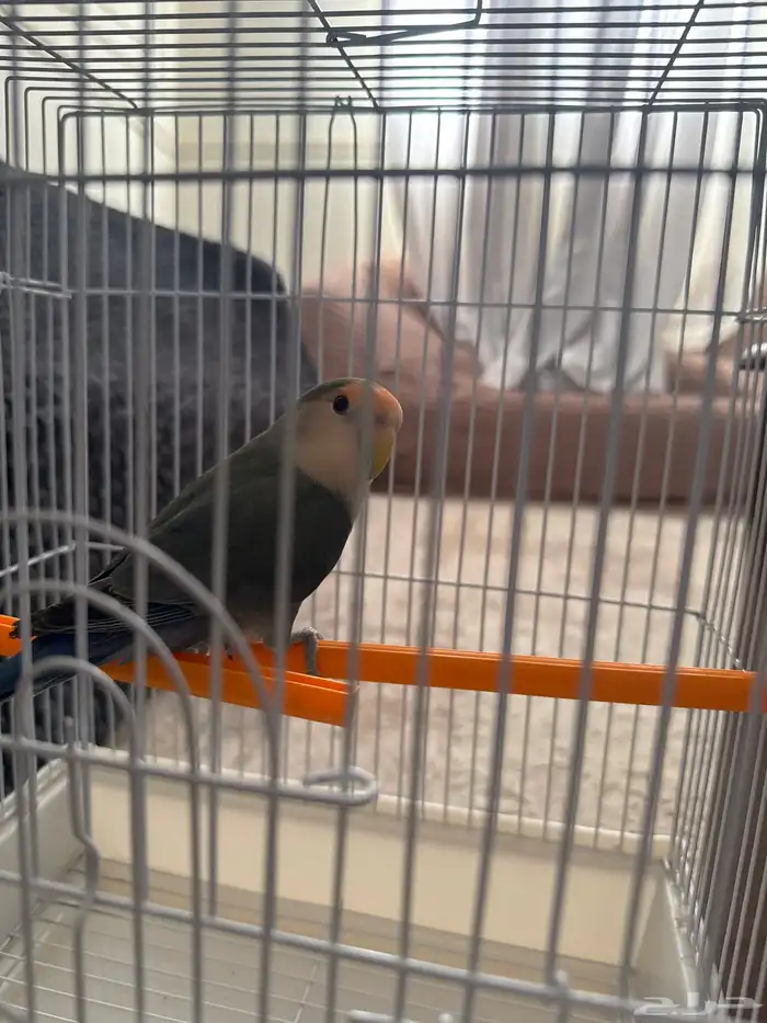 عصفور للبيع 0