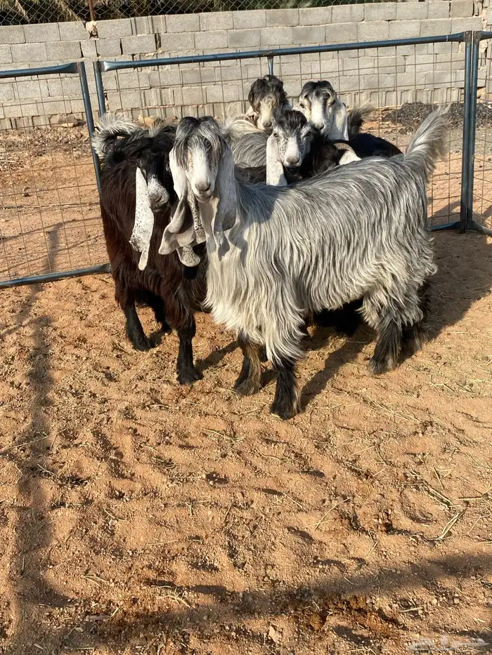 معزا عوارض بفحلها صنف تم البيع تم البيع 22