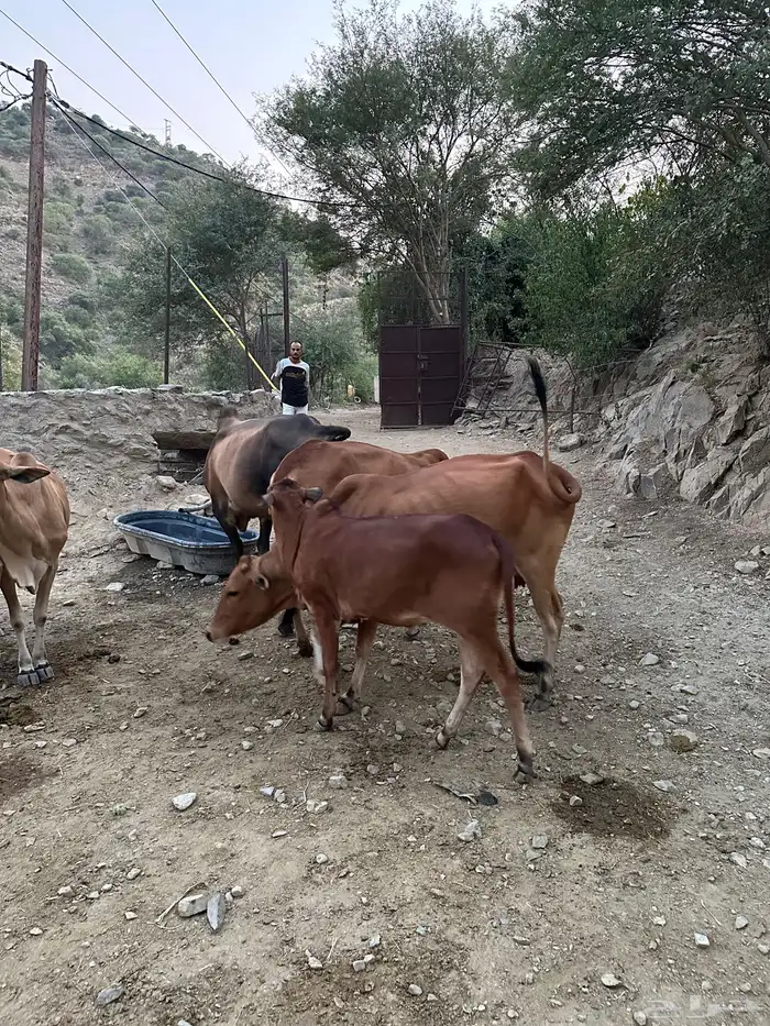 بقر للبيع عدد 5 الموقع رجال المع 3