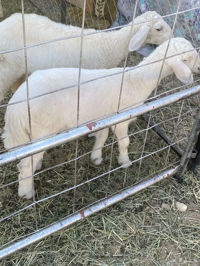 اربعه بهم ثنين من الطليان وثنين من الرخال للبيع سمان 2