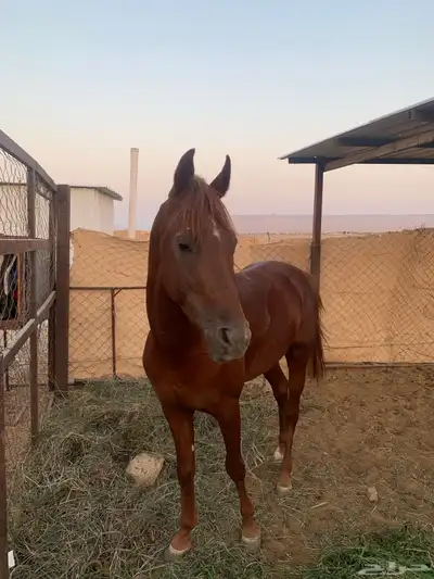 حصان شعبي index