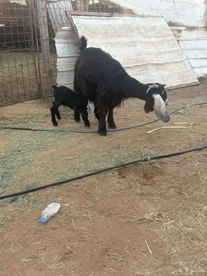 عنزين عارضيات اصل مواليد جذعات او توها مثنيات 3