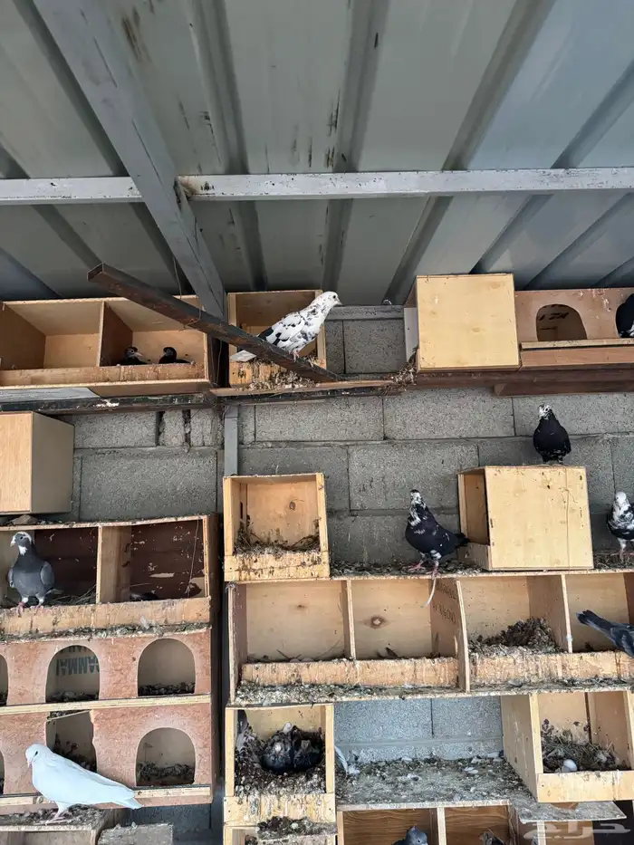 حمام قطيفي فاخر 2