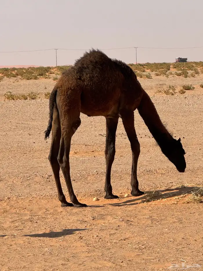 بيع خلفه مجهم 0