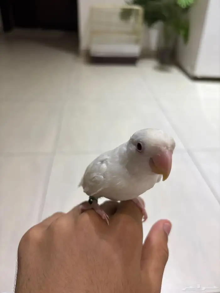 روز البينو للبيع 1