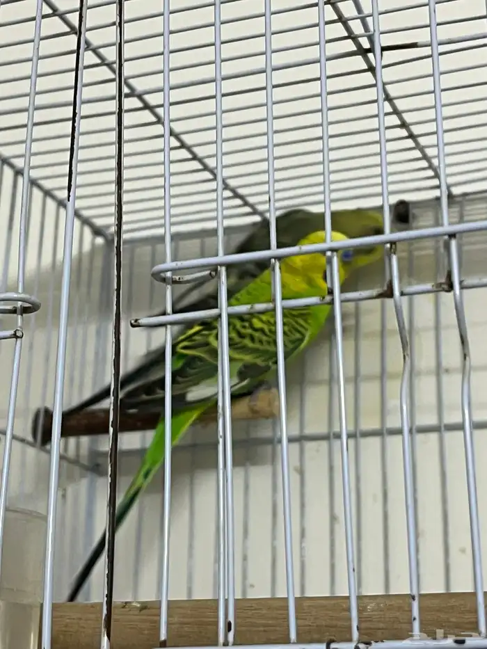 عصافير بادجي 0