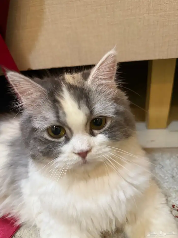 قطة شيرازي عمرها سنة للبيع 4