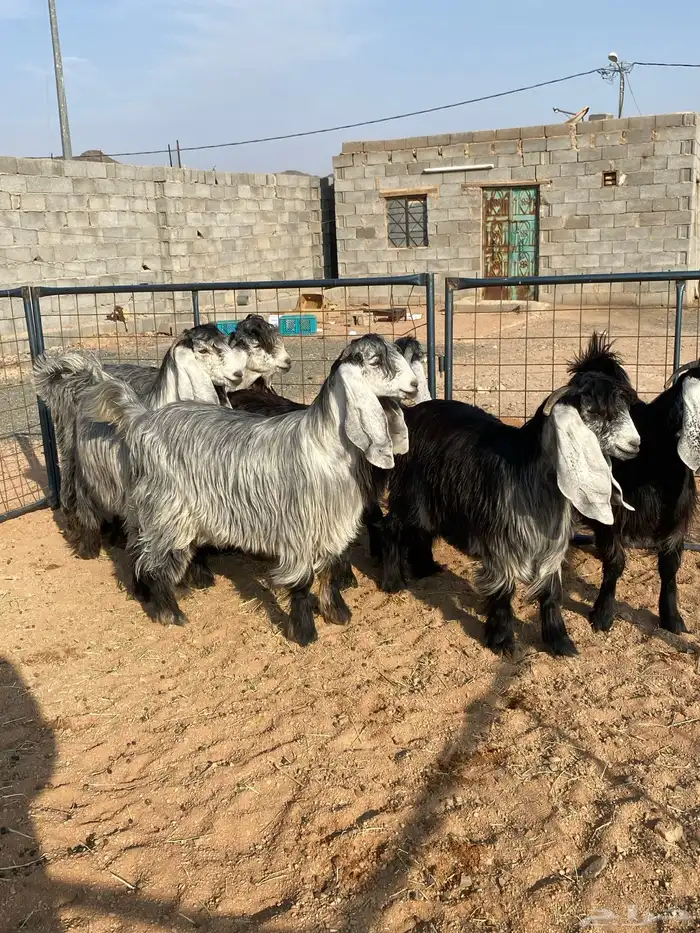 معزا عوارض بفحلها صنف تم البيع تم البيع 8