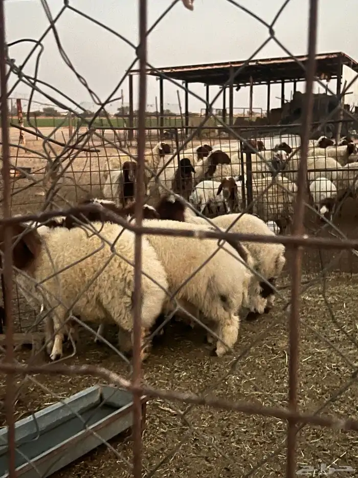 طليان نعيم مغلقه 3