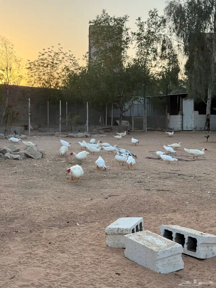 بط مسكوفي لون مميز 1