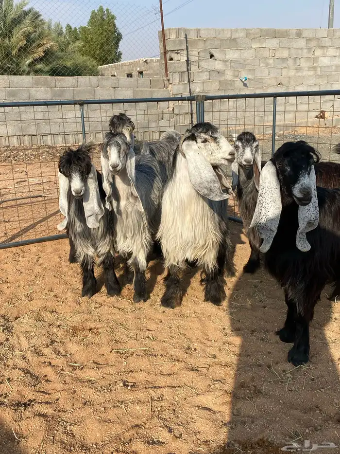 معزا عوارض بفحلها صنف تم البيع تم البيع 15