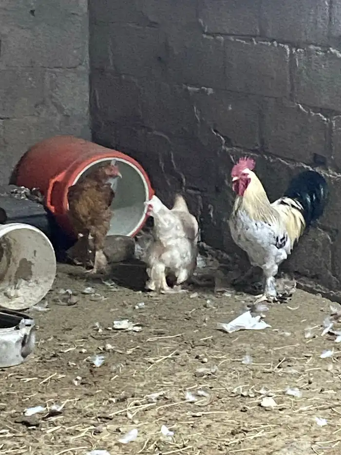 دجاج براهمه 1