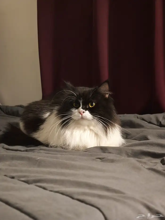 قطه للتبني 0