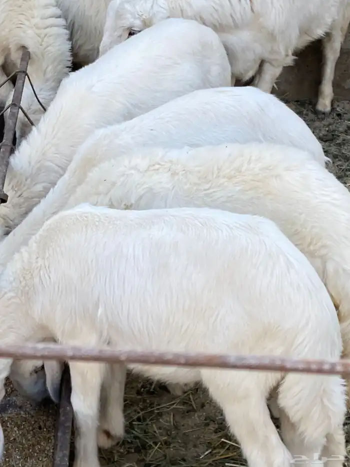 اربعه بهم ثنين من الطليان وثنين من الرخال للبيع سمان 0