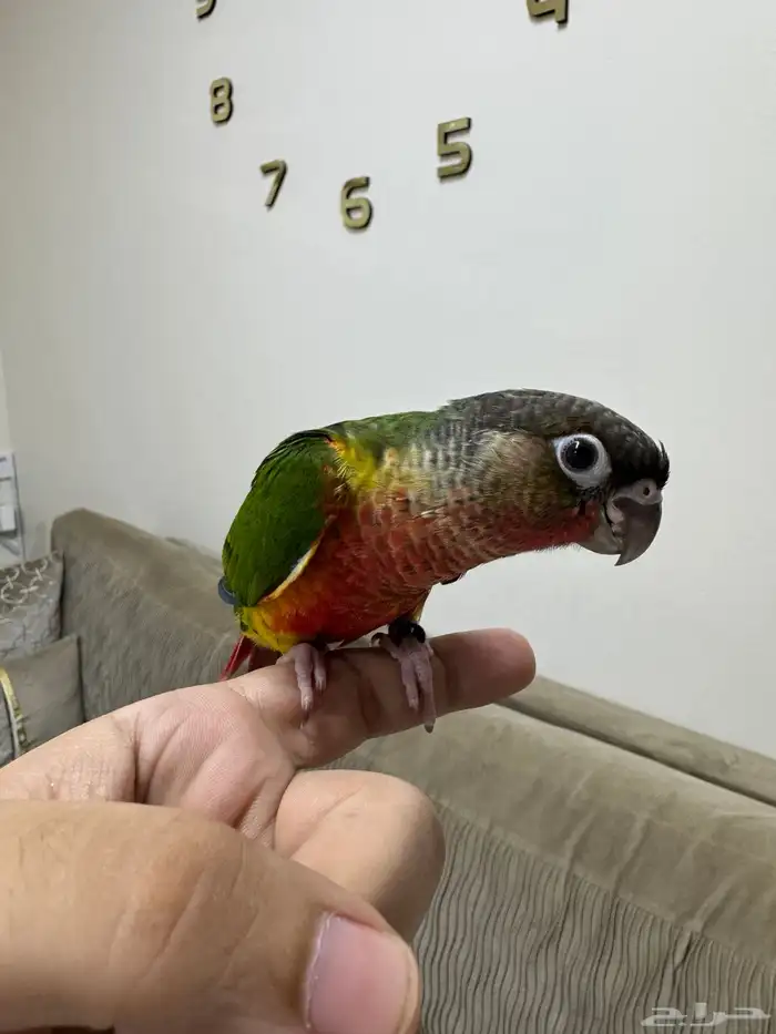 كنيور دبل رد فاكتور ( تم البيع خارج الموقع ) 1