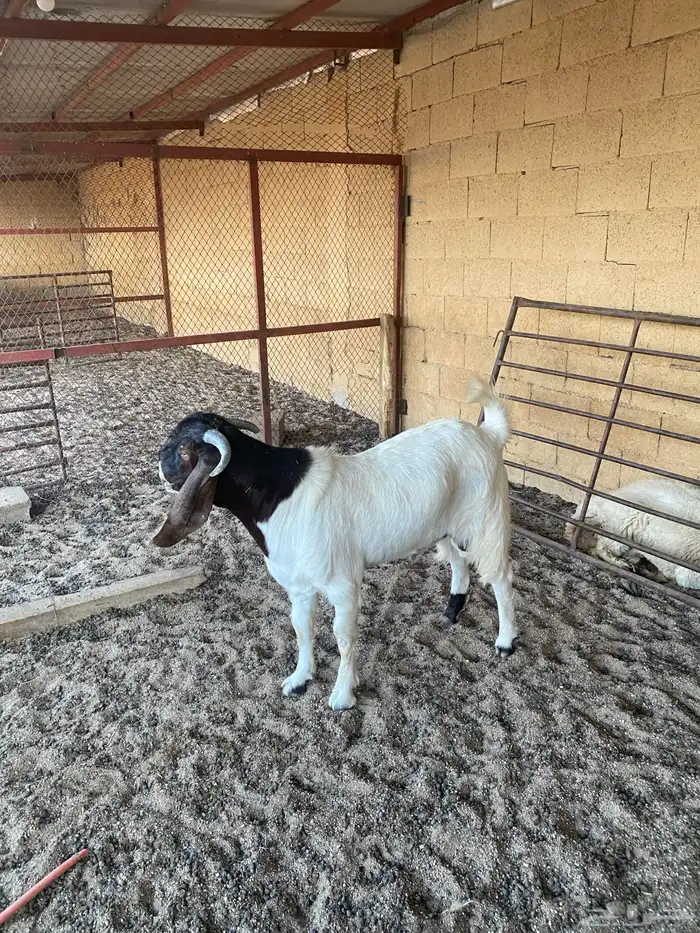 تيس بورقت جذع 3