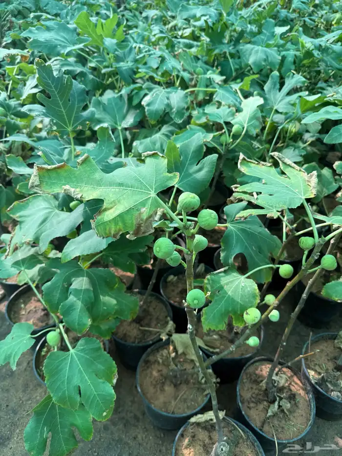 حمضيات وتين 10