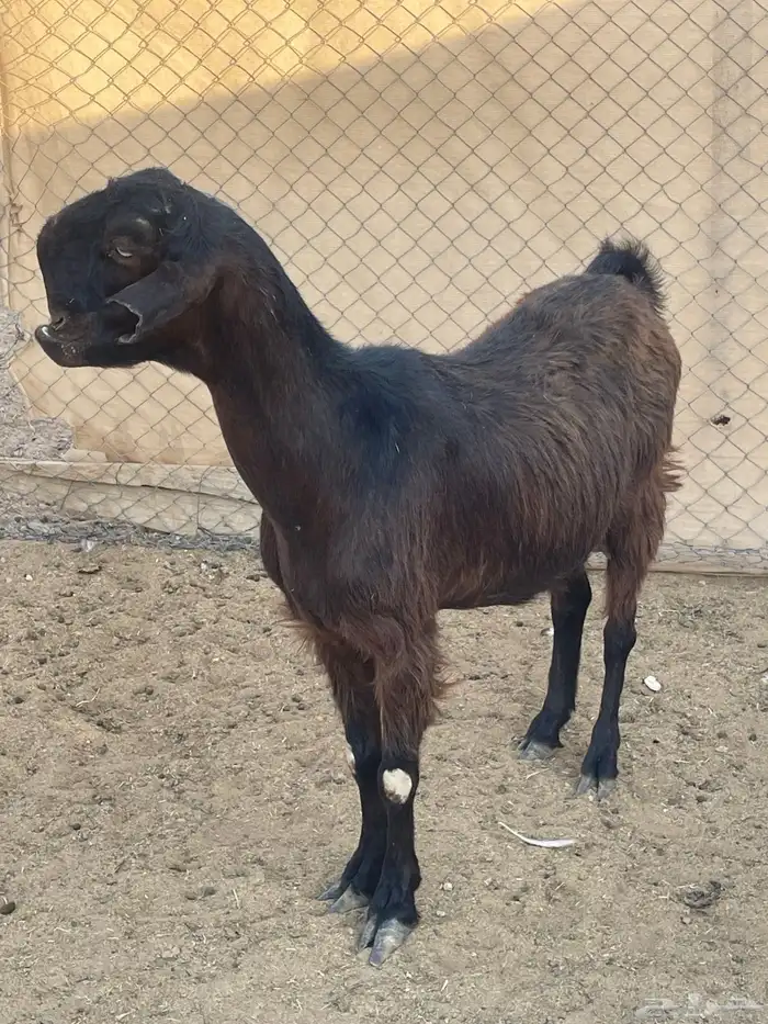 عنز شاميه تامه شبب تالي حليب 0