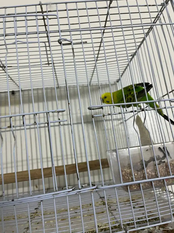 عصافير بادجي 2