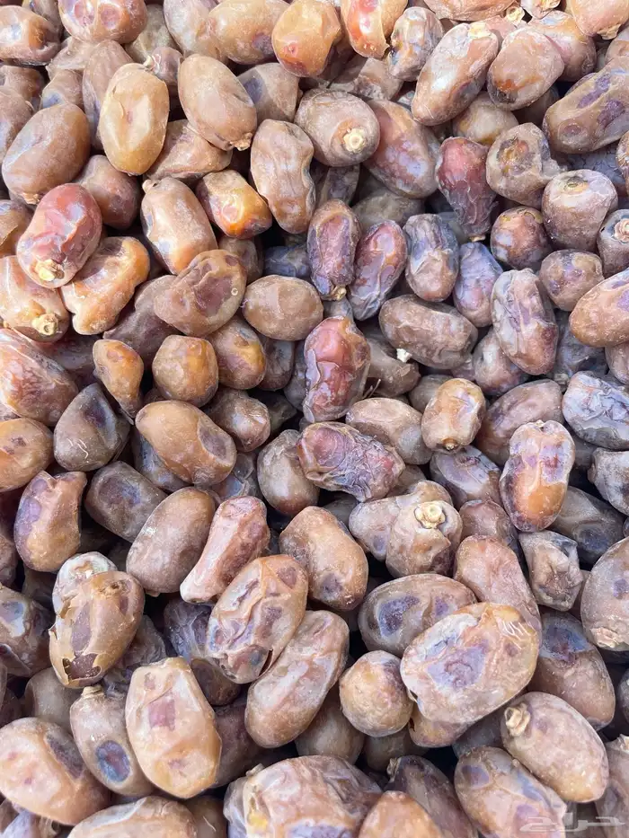 للبيع اعلاف تمور 3000 كيس 12