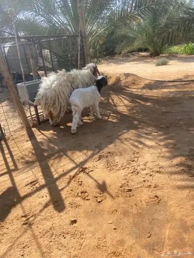 متابيع للبيع index