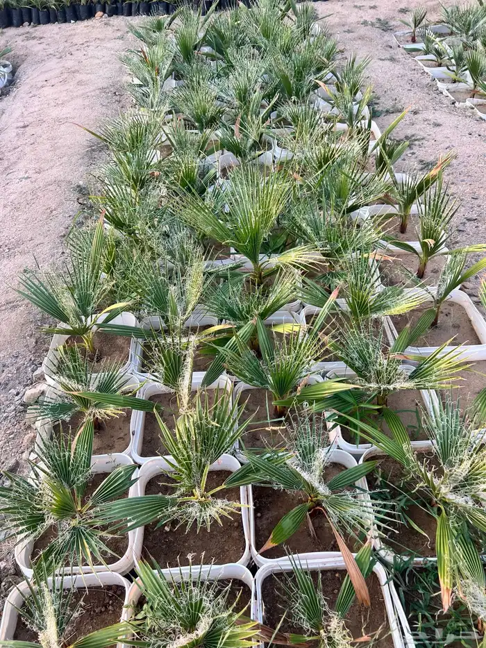 مشروع زراعي للبيع بالكامل بسعر رمزي جدا 17