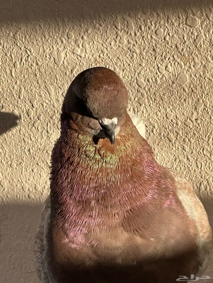 كنقق مودييينا 3