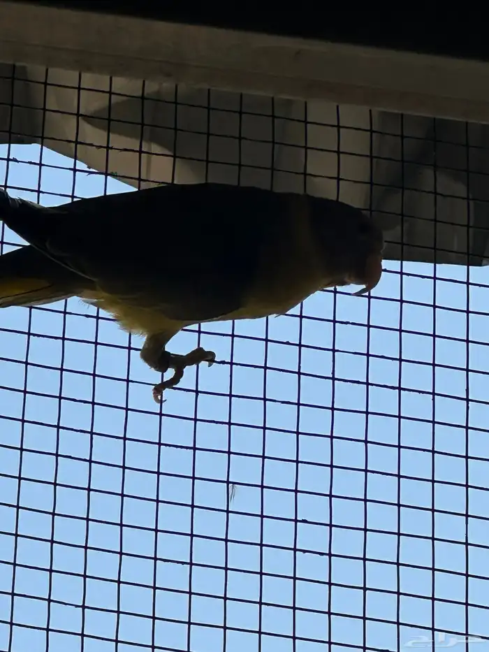 انثي بالم هد 3